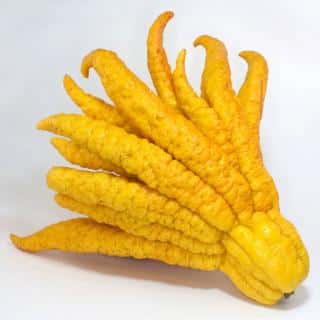 Fruit of the Hand of Buddha citrus