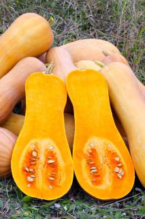 Sliced butternut harvest