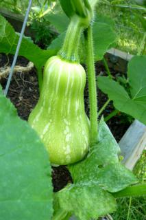 Caring for butternut