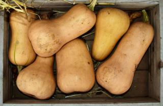 Butternut harvest