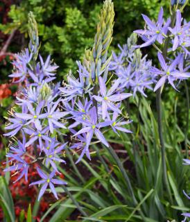 Camas origin and landscaping