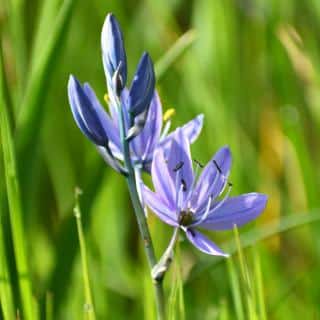 Camassia varieties and species