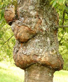 Massive canker on a fruit tree.