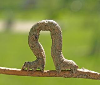 Manually picking caterpillars