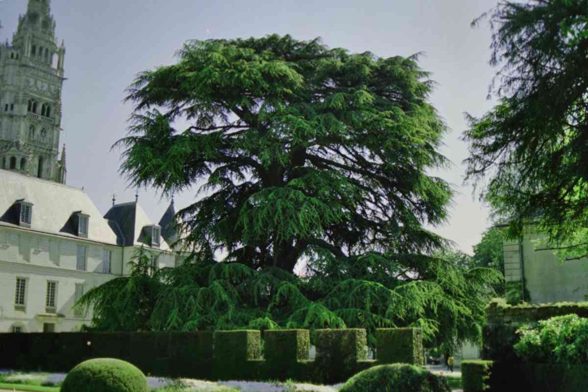 Tall and mature cedar tree