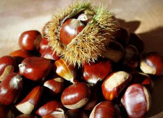 Chestnut harvest