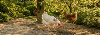 Chickens scratching the ground around a tree.