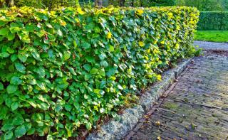 Flowered? Evergreen? Deciduous? The right hedge for you
