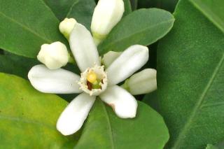 Citrus mitis flower