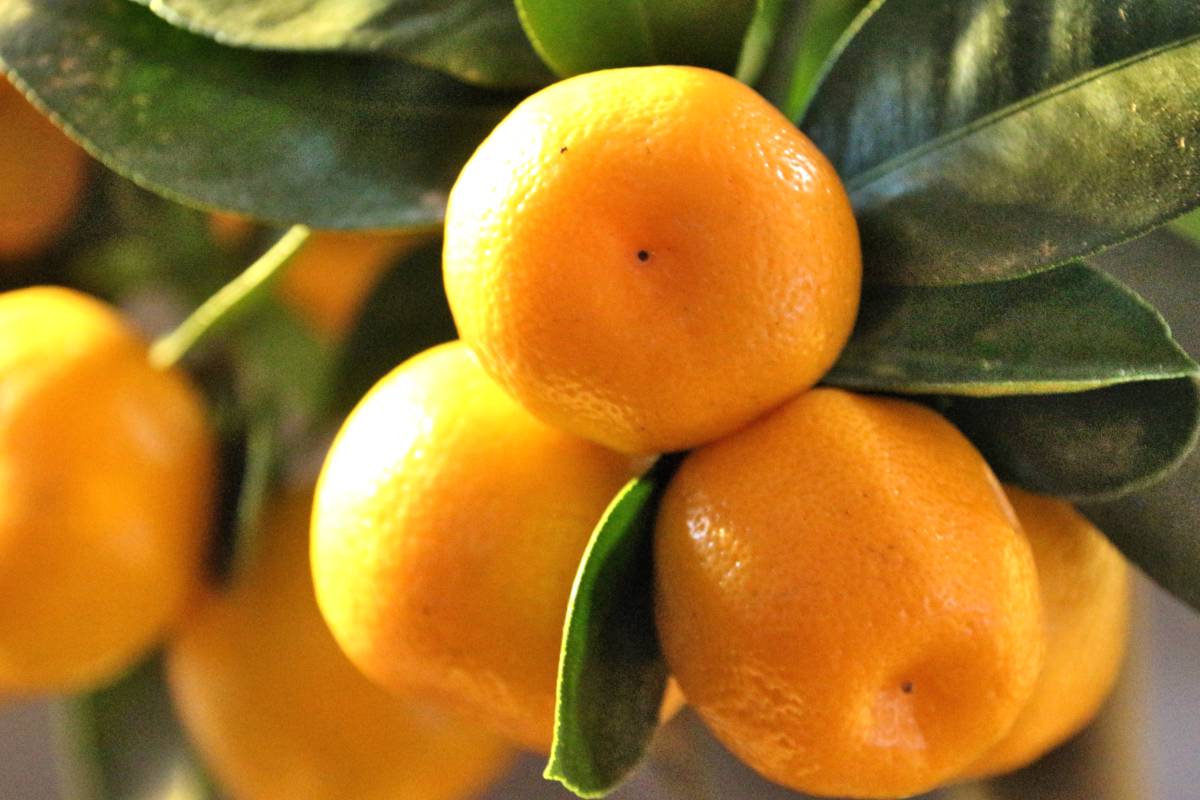 Citrus mitis