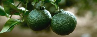 Citrus tree growing