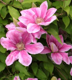 Pink and white clematis flowers on the vine.