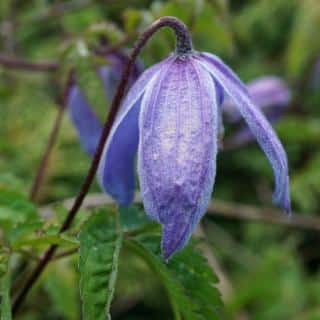 A Clematis alpina flower just barely opening up, head still facing down.