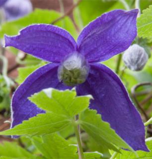 A four-petaled violet-colored Clematis alpina flower within a bunch of leaves.
