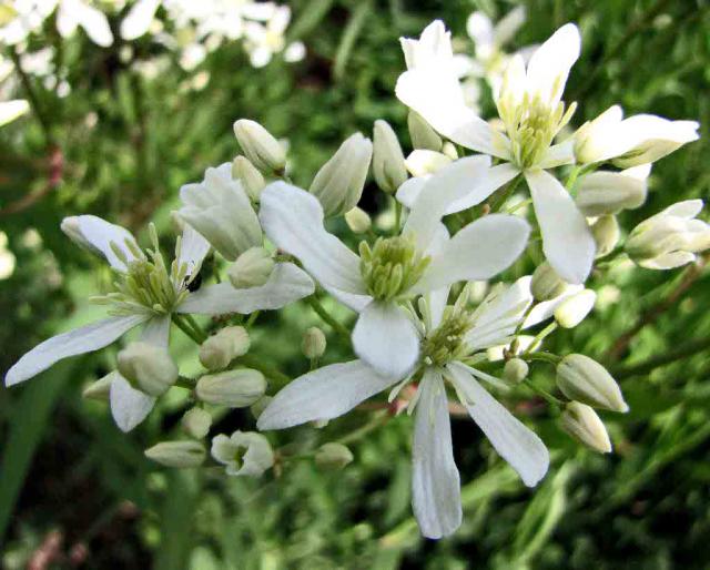 Bright white blossoms of a clematis armandii vine.