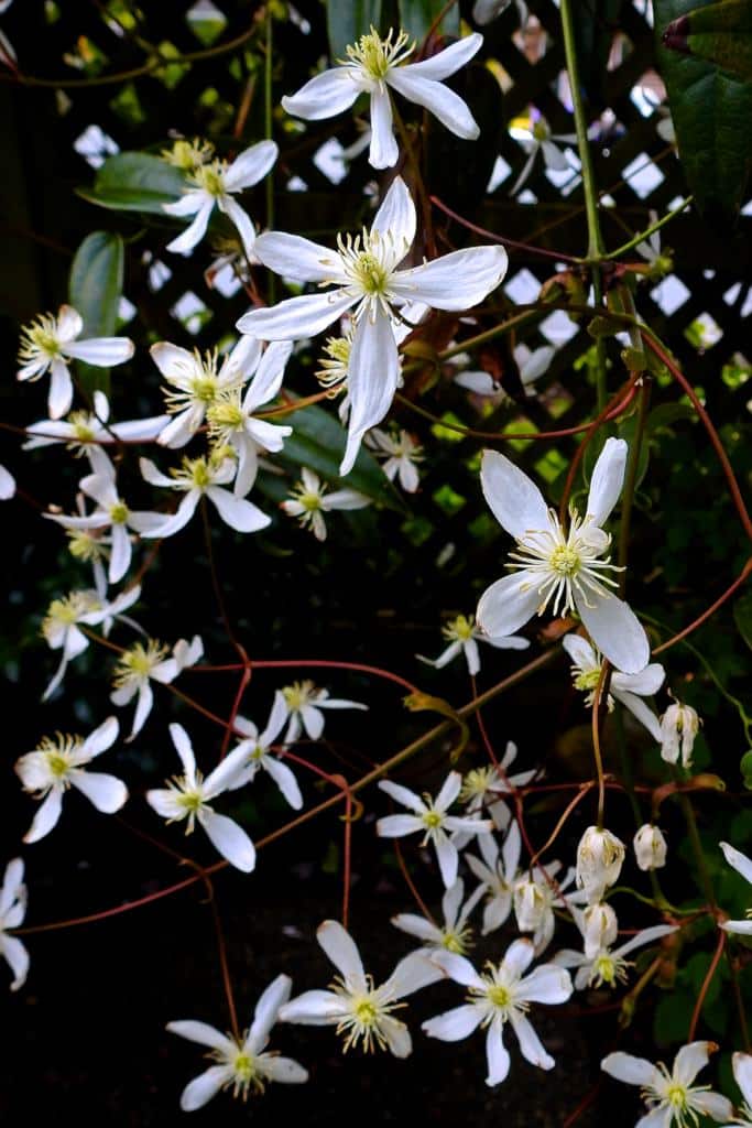 The vine can be quite aggressive in its growth, but relatively easy to. Clematis armandii - planting, pruning and advice on care ...