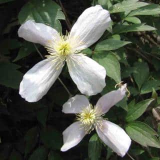 Clematis montana