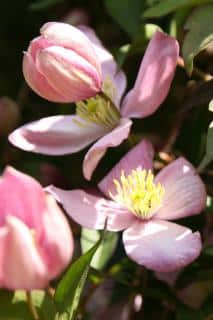 Pale pink small-flowered clematis montana.