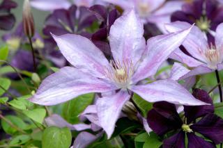 Clematis varieties