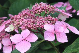 Climbing hydrangea