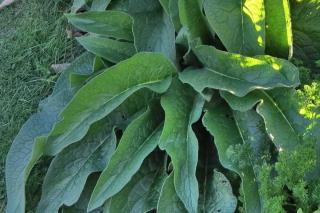 Comfrey leaves that can be used to prepare weedy tea