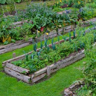 Raised beds with companion planting