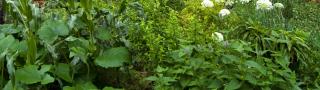 Companion plants growing thick and lush