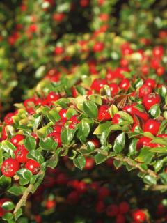 Cotoneaster bright red berries on an arching branch with deep green leaves.