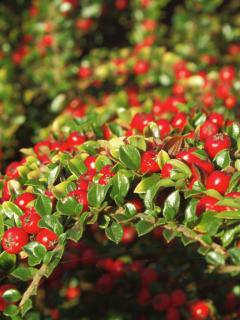 Cotoneaster pruning