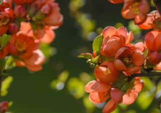 Cotoneaster flower