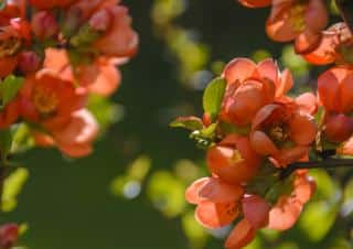 Cotoneaster flower