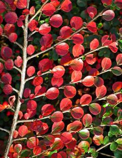 Autumn colors on cotoneaster makes leaves look like confetti made of fire.