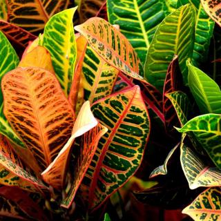 Croton leaves purify air indoors