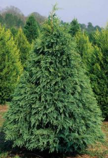 Natural form of the Leyland cypress