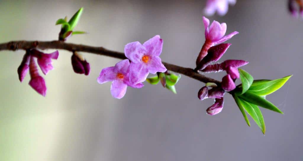 A pink-flowered branch of a daphne shrub.