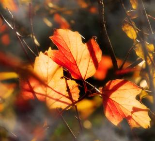 Dead leaves about to fall in the garden