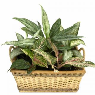 Air-purifying dieffenbachia