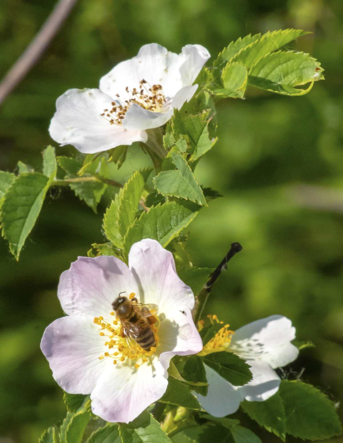 Dog rose blooms with bee foraging on them.