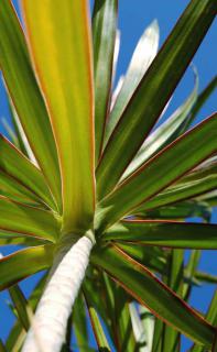 Beautiful Dracaena marginata with blue sky.