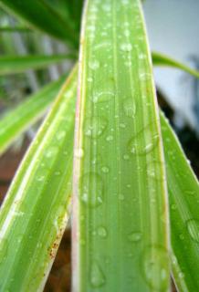 Leaves of the dracaena marginata plant.