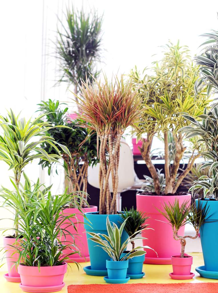 Dracaena varieties come in many types, sizes and colors.