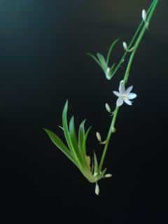 easy care indoor plant
