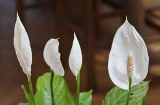 Spathiphyllum is an easy-care indoor plant