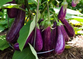 Bountiful eggplant with a dozen eggplants.