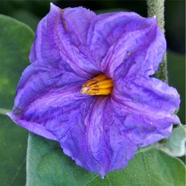 Eggplant flower