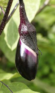 Young eggplant fruit with day growth marks.
