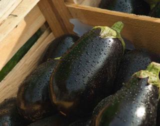 Purple eggplant harvest