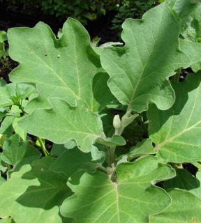Flower budding on eggplant with healthy leaves.