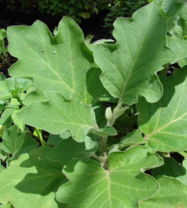 Flower budding on eggplant with healthy leaves.