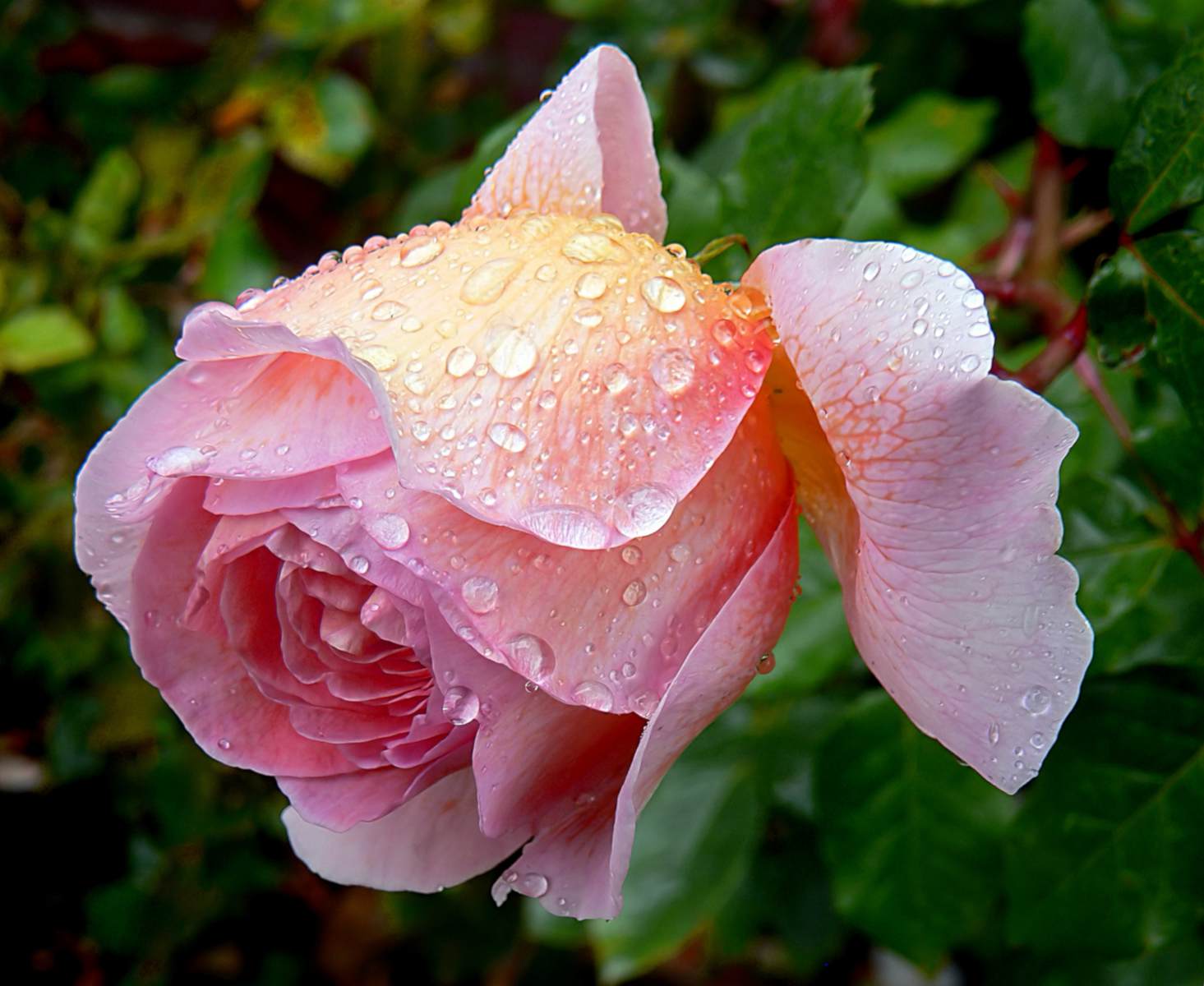 Dew-covered English rose